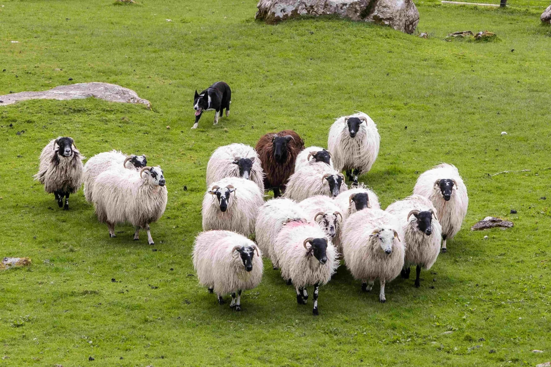 DAY 6 - Sheep Farm