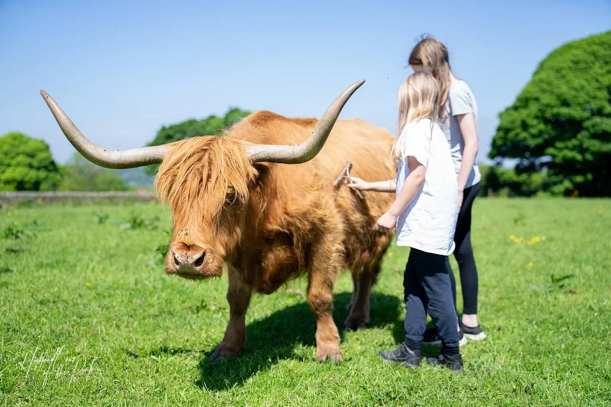 Day 12 - Highland Cows