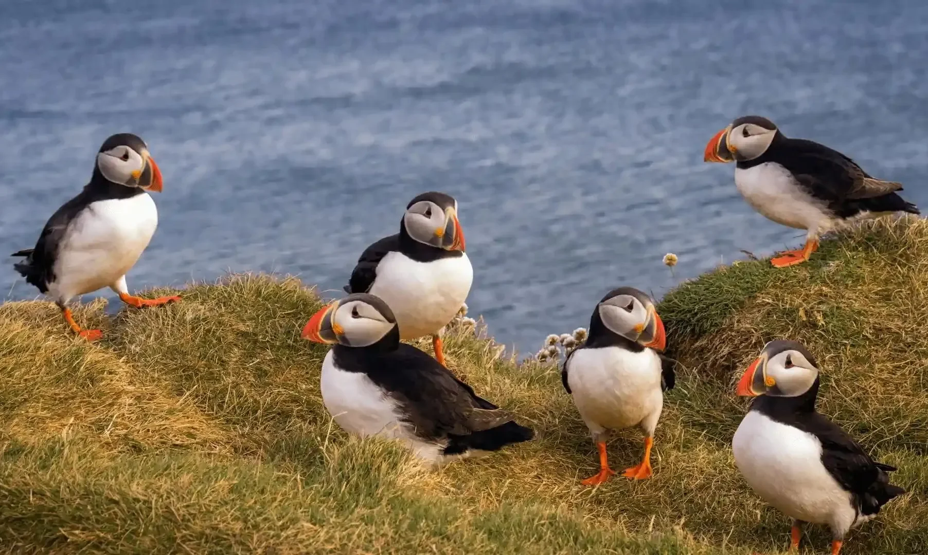Day 2 - Puffins